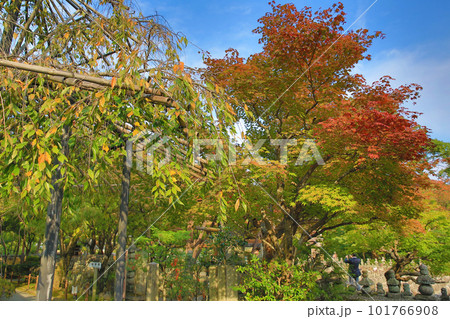 Maple leafs in many colors during fall 101766908