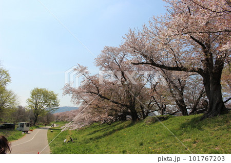 背割堤の桜 101767203
