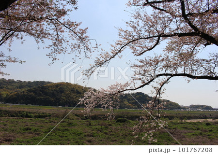 背割堤の桜 背割堤の桜 101767208