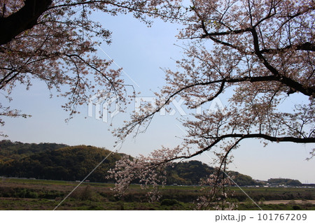 背割堤の桜 背割堤の桜 101767209