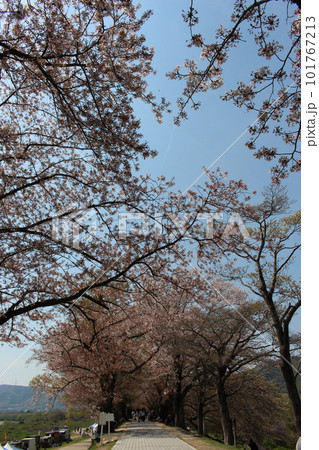 背割堤の桜 101767213