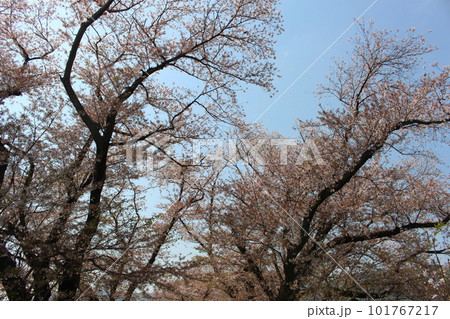 背割堤の桜 背割堤の桜 101767217