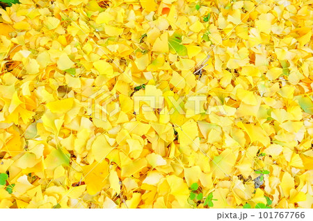 イチョウ　銀杏　いちょう　紅葉　黄葉　落ち葉 101767766