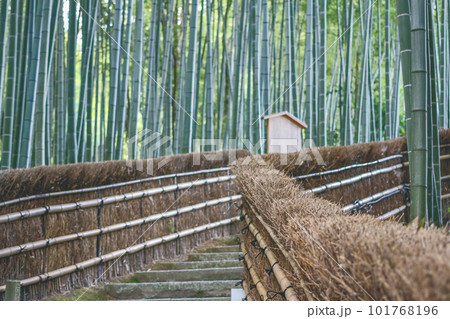 Bamboo Forest in Adashino Nenbutsu-ji Japan, Arashiyama, Kyoto 101768196