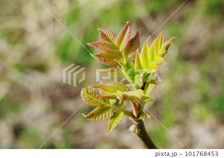 ヌルデの芽吹き 101768453