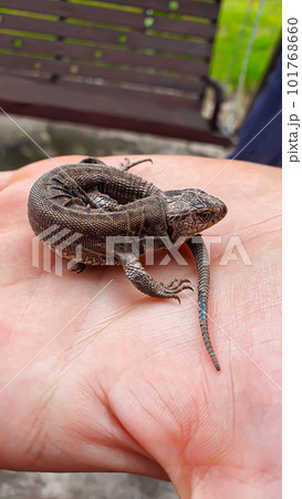 Lizard on hand. Nature in the country. Juicy grass. Animal rescue concept. 101768660