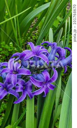 Green plants in summer. Flowers in the garden. Background wallpaper. 101768670