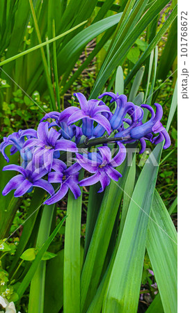 Green plants in summer. Flowers in the garden. Background wallpaper. Green plants in summer. Flowers in the garden. Background wallpaper. 101768672