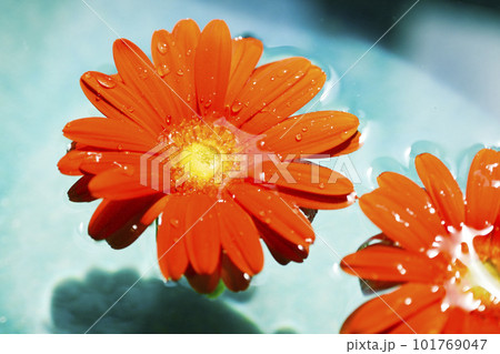 青い水に浮かぶオレンジ色のガーベラの花 101769047