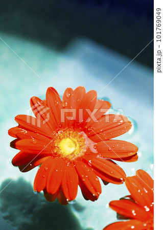 青い水に浮かぶオレンジ色のガーベラの花 101769049