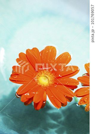 青い水に浮かぶオレンジ色のガーベラの花 101769057