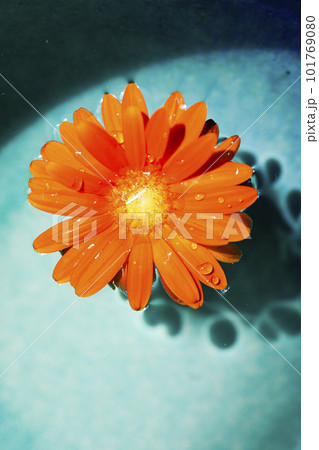 青い水に浮かぶオレンジ色のガーベラの花 101769080