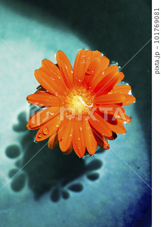 青い水に浮かぶオレンジ色のガーベラの花 青い水に浮かぶオレンジ色のガーベラの花 101769081