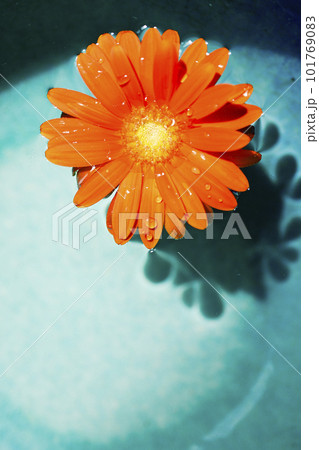 青い水に浮かぶオレンジ色のガーベラの花 青い水に浮かぶオレンジ色のガーベラの花 101769083