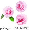 八重椿のイラストセット 101769099