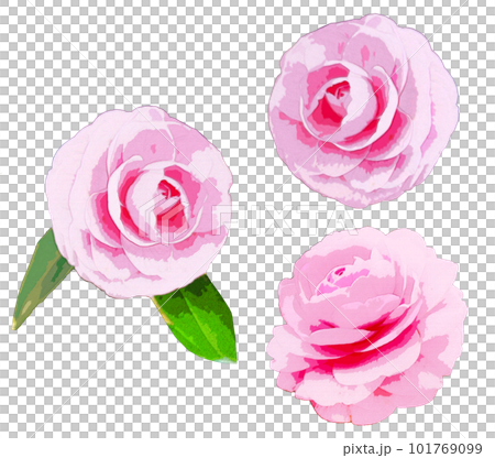 雙山茶花插圖集 雙山茶花插圖集 101769099