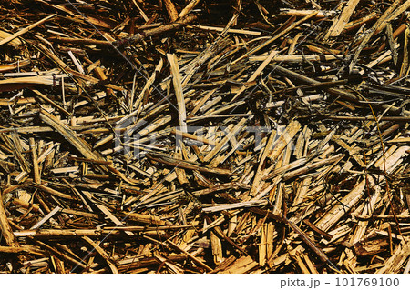 Background from the debris of fallen dry reeds with a golden hue 101769100