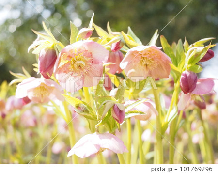 朝に輝く 101769296