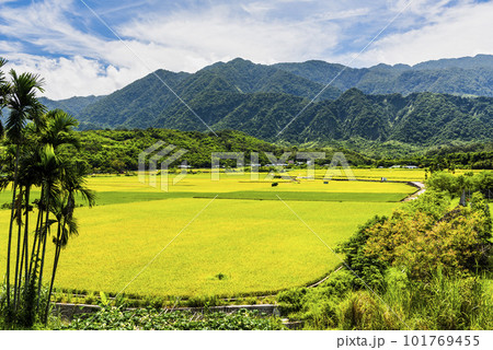 A large area of rice fields with mountains background under the blue sky in Hualien, Taiwan. A large area of rice fields with mountains background under the blue sky in Hualien, Taiwan. 101769455