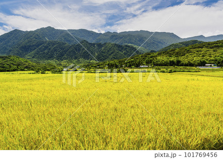 A large area of rice fields with mountains background under the blue sky in Hualien, Taiwan. A large area of rice fields with mountains background under the blue sky in Hualien, Taiwan. 101769456