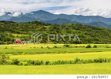 A large area of rice fields with mountains background under the blue sky in Hualien, Taiwan. A large area of rice fields with mountains background under the blue sky in Hualien, Taiwan. 101769457