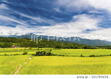 A large area of rice fields with mountains background under the blue sky in Hualien, Taiwan. 101769458