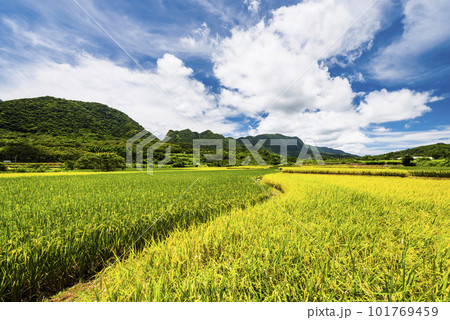 A large area of rice fields with mountains background under the blue sky in Hualien, Taiwan. A large area of rice fields with mountains background under the blue sky in Hualien, Taiwan. 101769459