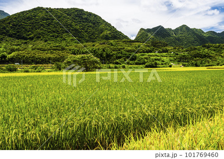 A large area of rice fields with mountains background under the blue sky in Hualien, Taiwan. 101769460
