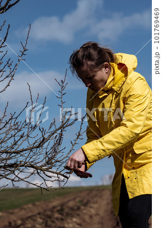 Work in spring in the garden with fruit trees, formative tree pruning. Work in spring in the garden with fruit trees, formative tree pruning. 101769469