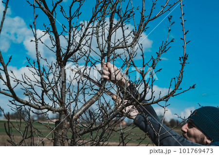 Pruning a tree with a hand saw, a gardener works in a garden with fruit trees. Pruning a tree with a hand saw, a gardener works in a garden with fruit trees. 101769473