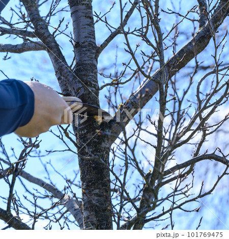 a gardener cuts branches on a plum with a hand saw, landscaping work in the garden. a gardener cuts branches on a plum with a hand saw, landscaping work in the garden. 101769475