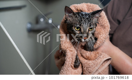 Woman wiping after washing a gray cat with a beige towel. Woman wiping after washing a gray cat with a beige towel. 101769618