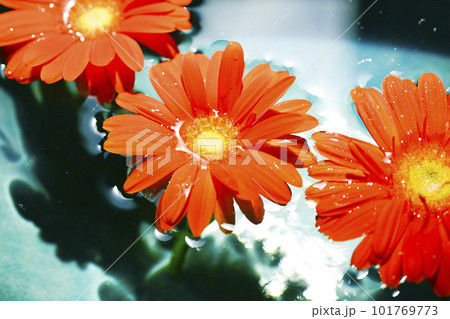 青い水に浮かぶ鮮やかなオレンジ色のガーベラの花 青い水に浮かぶ鮮やかなオレンジ色のガーベラの花 101769773
