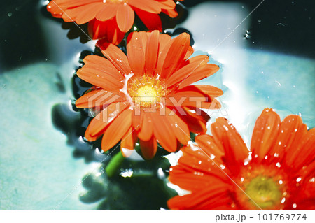青い水に浮かぶ鮮やかなオレンジ色のガーベラの花 青い水に浮かぶ鮮やかなオレンジ色のガーベラの花 101769774