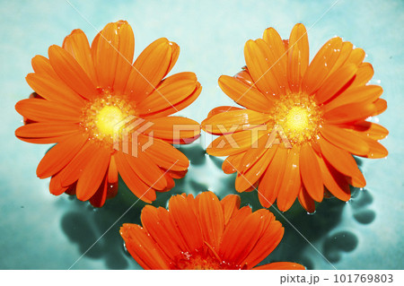 青い水に浮かぶ鮮やかなオレンジ色のガーベラの花 青い水に浮かぶ鮮やかなオレンジ色のガーベラの花 101769803