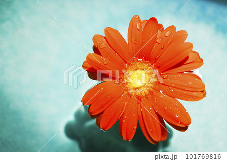 青い水に浮かぶ鮮やかなオレンジ色のガーベラの花 青い水に浮かぶ鮮やかなオレンジ色のガーベラの花 101769816