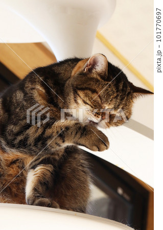 手をグルーミングする猫アメリカンショートヘアブラウンタビー 101770697