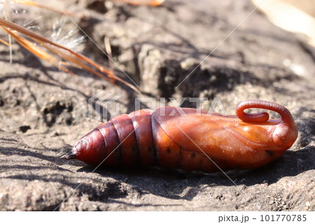 動くサナギ スズメガ 動くサナギ スズメガ 101770785