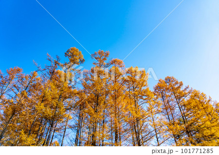 長野県木曽町開田高原の木曽馬の里の黄葉した秋のカラマツ 101771285