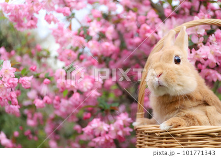 ハナカイドウとうさぎ 101771343