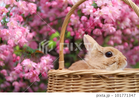 ハナカイドウとうさぎ 101771347