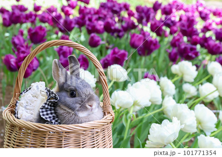 チューリップ畑とうさぎ チューリップ畑とうさぎ 101771354