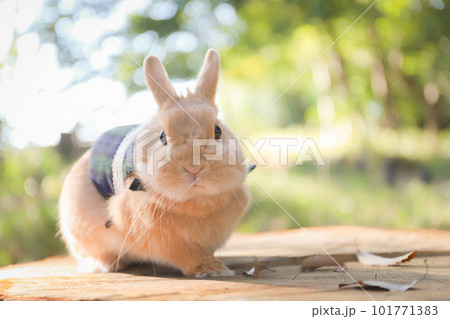 切り株の上のうさぎ 101771383
