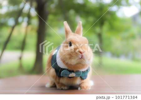 オシャレしたうさぎ 101771384