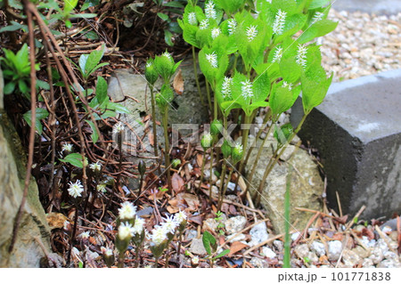 春をつげる花・ヒトリシズカ 101771838