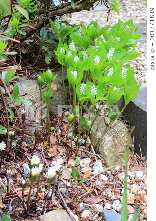 春をつげる花・ヒトリシズカ 101771839