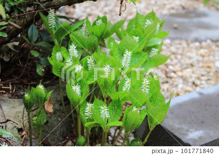 春をつげる花・ヒトリシズカ 101771840