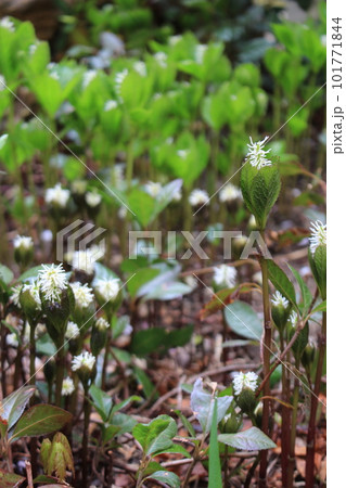 春をつげる花・ヒトリシズカ 春をつげる花・ヒトリシズカ 101771844