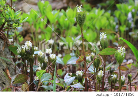 春をつげる花・ヒトリシズカ 春をつげる花・ヒトリシズカ 101771850