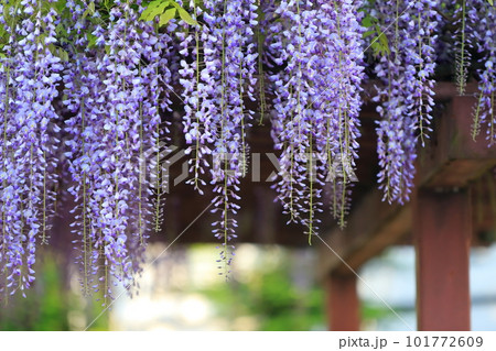 フジの花 101772609